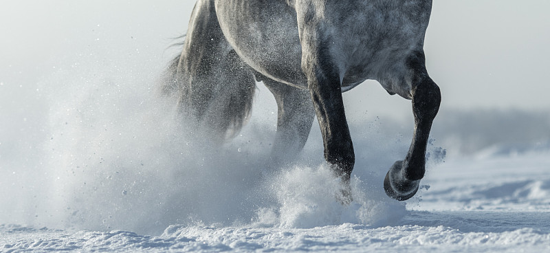 马,动物腿,雪,特写,灰色斑纹马,纯种马,动物肢和翼,一只动物,动物身体部位,在活动中