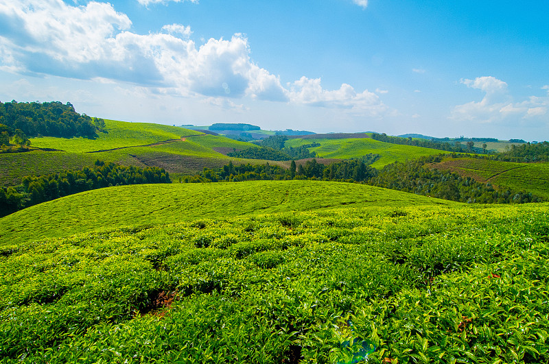 卢旺达,茶树,种植园,茶,天空,水平画幅,绿色,无人,户外,摄影
