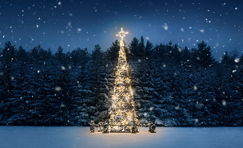 夜晚,圣诞树,留白,新的,水平画幅,雪,无人,户外,云杉