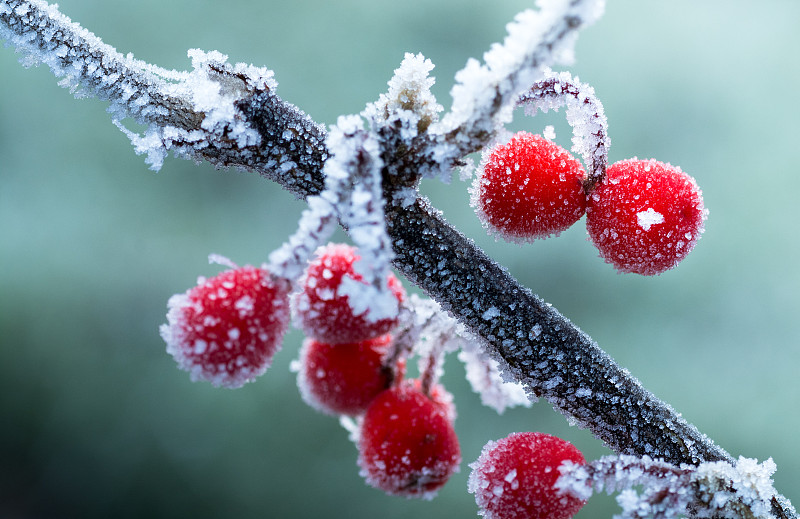 浆果,霜,冬天,红色,背景,花楸浆果,雾淞,冬青树,冻结的,云杉