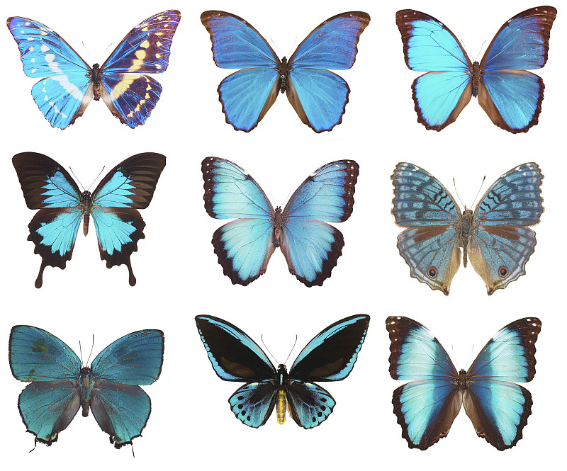 蝴蝶,蓝色,舞台布景,褐色,黑脉金斑蝶,大群动物,留白,绘画插图,动物身体部位,夏天