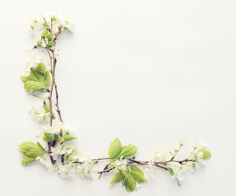 仅一朵花,嫩枝,复活节,枝,边框,叶子,静物,绿色,白色背景,留白