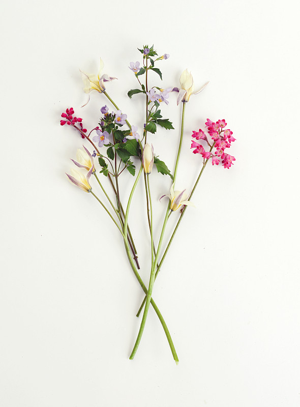 仅一朵花,郁金香,花束,静物,花瓣,花蕾,花头,白色背景,宁静,枝