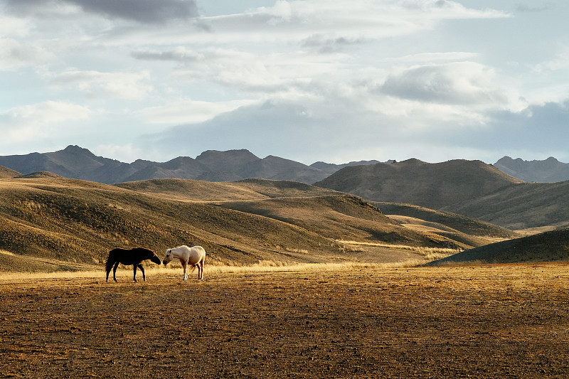东欧大草原,马,两只动物,蒙古,地形,自然,野生动物,水平画幅,山