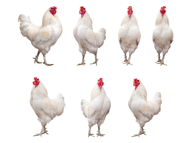 白色背景,小公鸡,白色,鸡,公鸡,分离着色,水平画幅,家畜,家禽,组物体