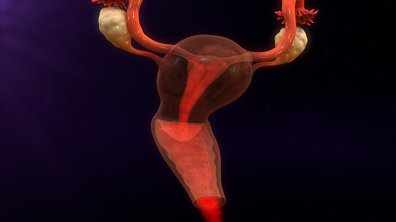 有月经,黄体酮,子宫切除术,子宫内膜异位,子宫内膜,更年期,人体子宫,荷尔蒙,水平画幅,枝繁叶茂