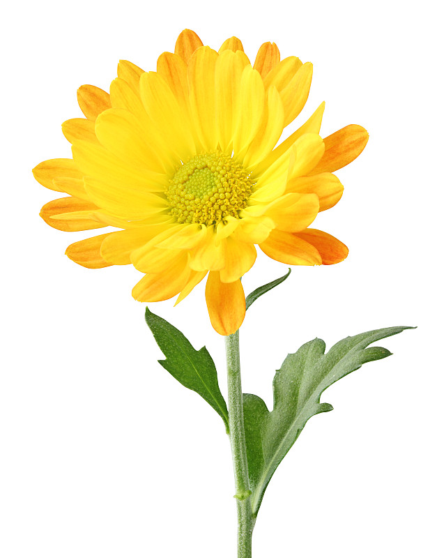 背景分离,雏菊,分离着色,菊花,黄色,鲜花盛开,侧面像,垂直画幅,绿色,无人