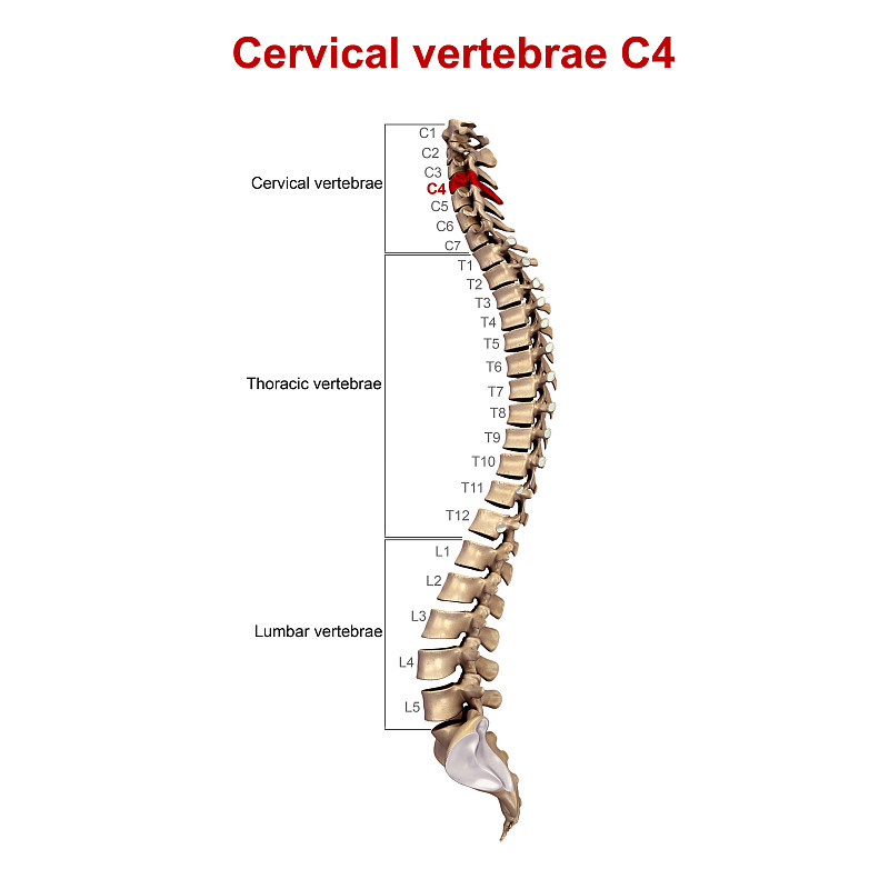 c4脊椎骨,动物脊椎骨,溴化六氢季胺,雪佛兰c7,颈椎,结构关节突关节,英文字母c,脊椎,数字6,脊柱