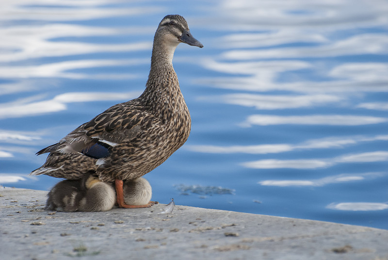 小鸭子,夏隆河,母亲,正下方视角,水平画幅,父母,鸟类,户外,兄弟姐妹,动物家庭