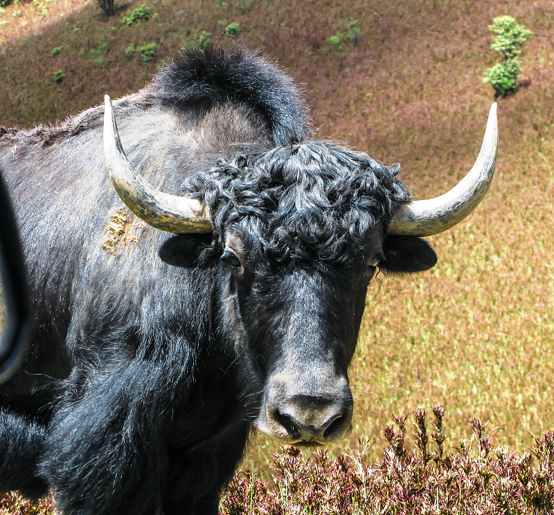 不丹,牦牛,野外动物,母牛,动物头,喜马拉雅山脉,公牛,水平画幅,动物身体部位,户外