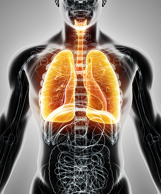 人类肺脏,绘画插图,三维图形,健康保健,概念,气体交换,支气管,喉,呼吸机,生物医学插图