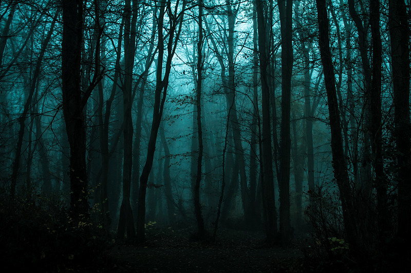 树林,秋天,自然,寒冷,水平画幅,夜晚,无人,蓝色,阴影