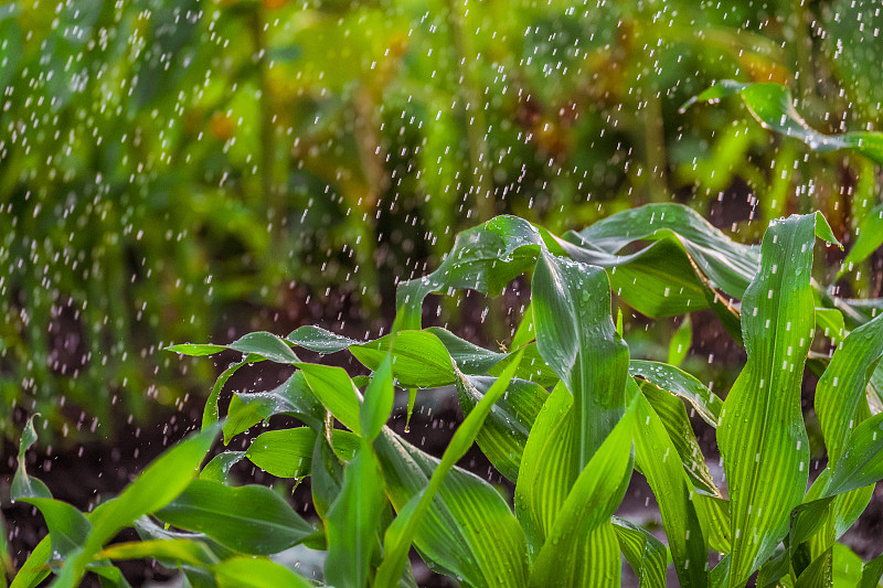 玉米,灌溉设备,茎,水,水平画幅,枝繁叶茂,无人,园艺,暴雨,湿