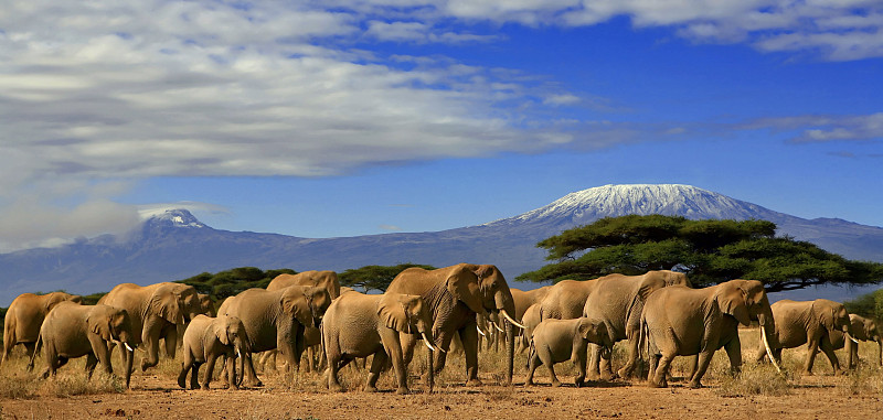 象,乞力马扎罗山,水平画幅,雪,动物耳朵,巨大的,动物身体部位,野外动物,非洲象,户外