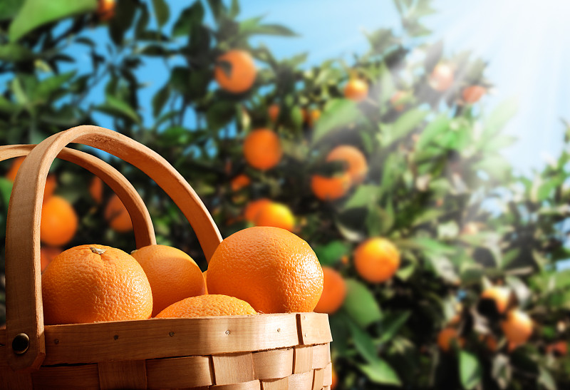 橙子,园林,桔树,地球女神,野餐篮,篮子,抗氧化物,选择对焦,阳光光束,水果