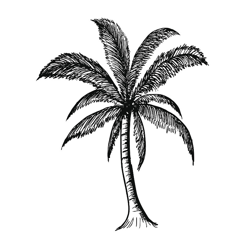 自然,椰子树,植物,标志,矢量,动物手,绘画插图,椰子,夏天,方形画幅