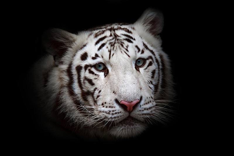 白虎,美,水平画幅,注视镜头,动物耳朵,美人,巨大的,动物身体部位,野外动物,人的鼻子