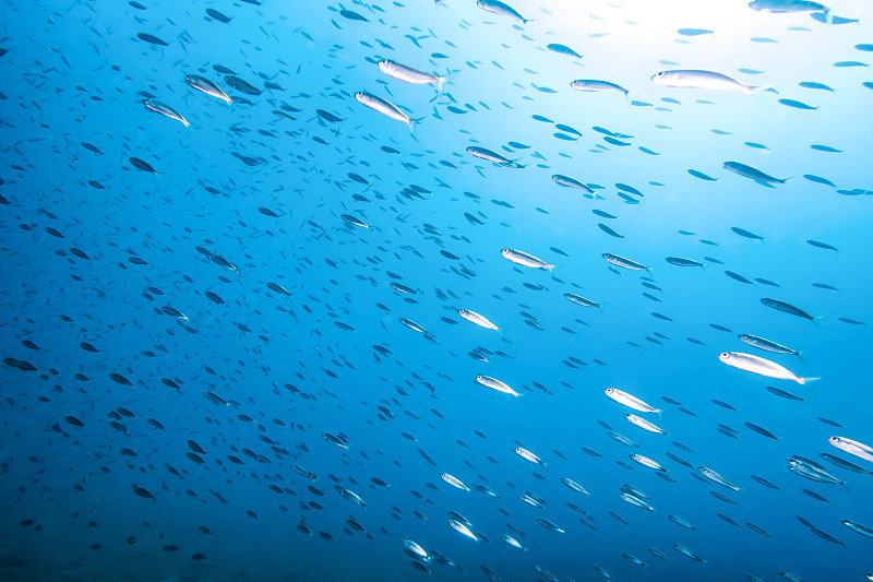 水下,海洋,镜头眩光,阳光光束,鱼类,博克龙,组物体,凤尾鱼,织工波顿,水生动植物