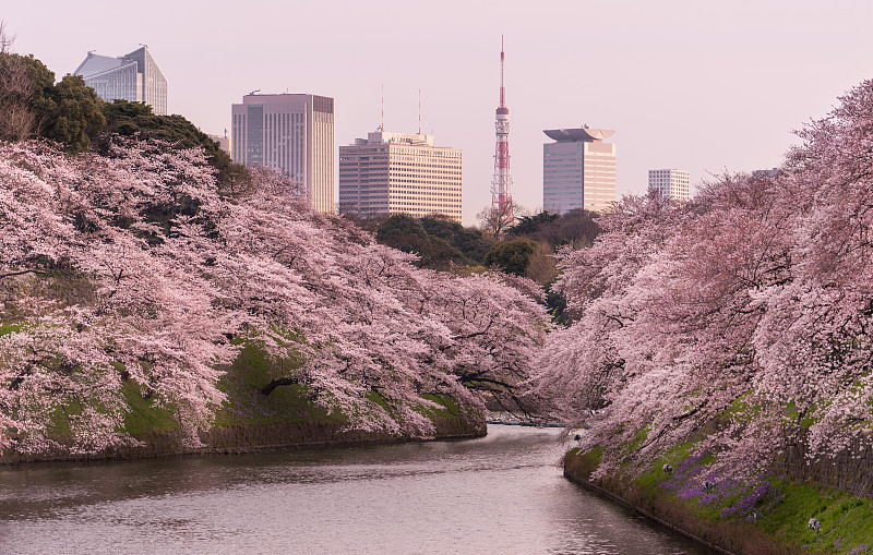 樱花,东京,自然,公园,东京塔,旅游目的地,水平画幅,无人,城市天际线,日本