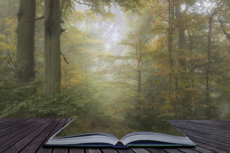 森林,地形,雾,秋天,多色的,活力,宏伟,图画书,讲故事,飘然