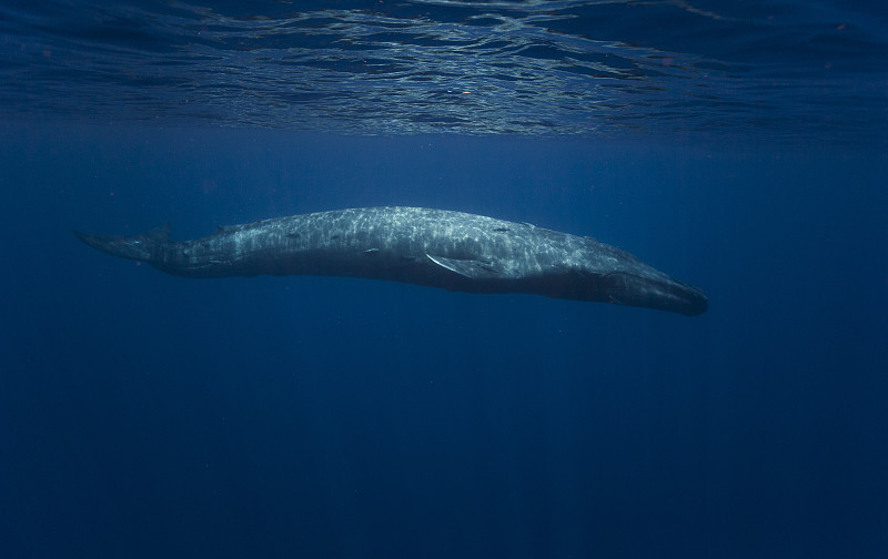 蓝鲸,印度洋,斯里兰卡,长吻原海豚,水下,水栖哺乳动物,水平画幅,无人,野外动物,海洋生命