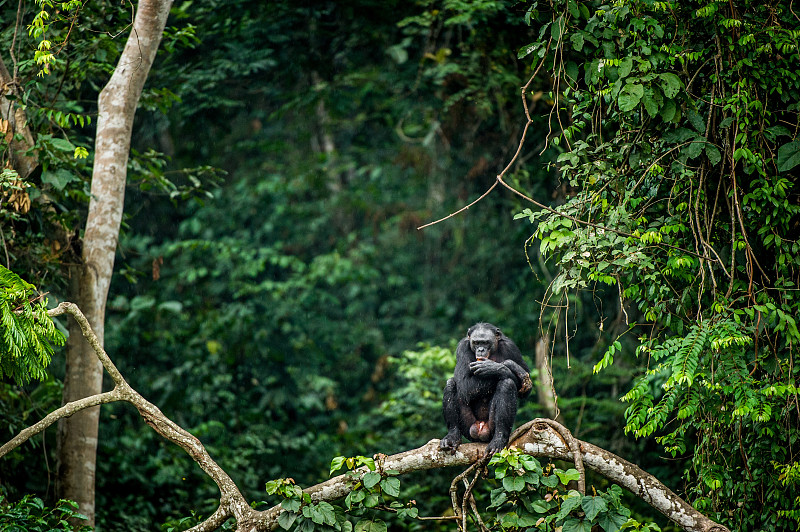 矮黑猩猩,支流,水平画幅,智慧,猴子,热带雨林,野外动物,户外,草,雨林