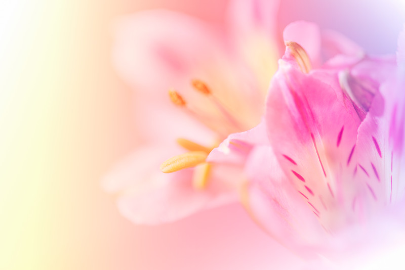 百合花,柔和,花瓣,可爱的,彩色图片,淡雅,花头,柔和色,春天,粉色