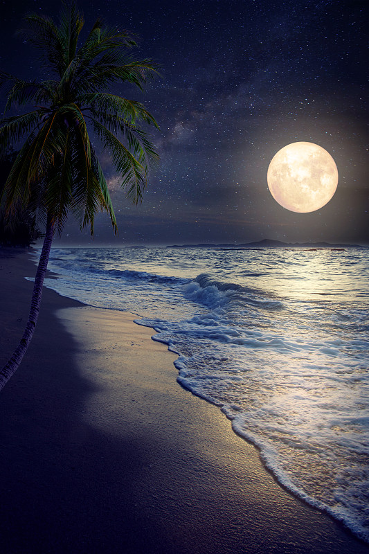 海滩,垂直画幅,水,天空,沙子,夜晚,无人,月亮,古典式,椰子树