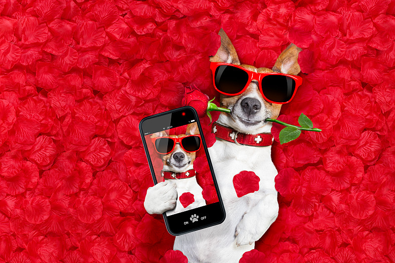 狗,情人节卡,一见钟情,动物嘴,生日,情人节,关系紧张,拍摄场景,可爱的,便携式信息设备