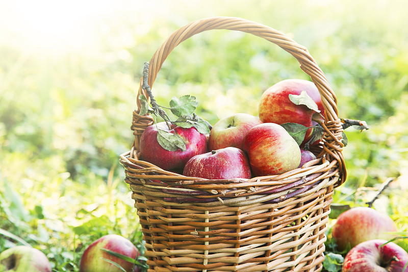 篮子,有机食品,健康保健,熟的,苹果,水平画幅,素食,生食,维生素,夏天