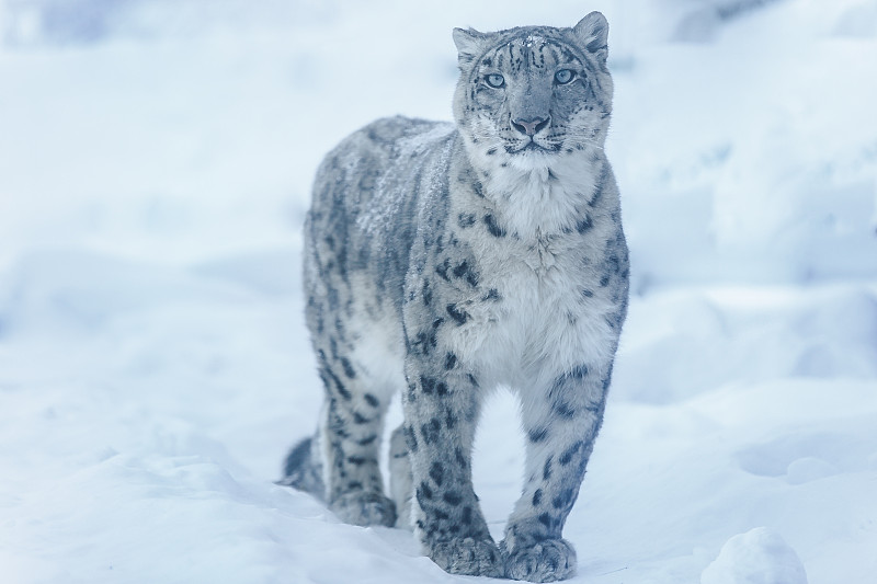 雪豹,野生动物,水平画幅,雪,无人,野外动物,户外,捕食,摄影
