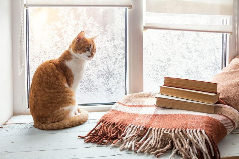 猫,白色,红色,窗台,窗户,热,书,雪,咖啡,宠物