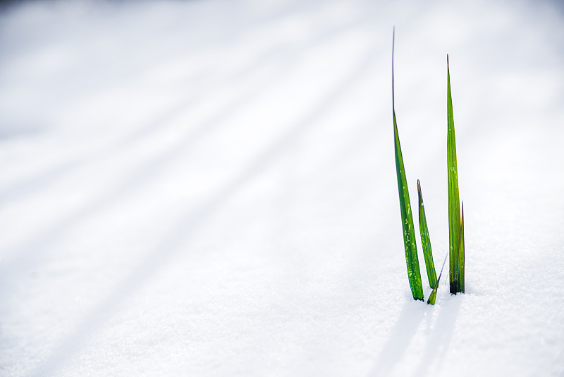 雪,草,刀刃草,脆弱,秧苗,冻结的,开端,栽培植物,霜,新生活