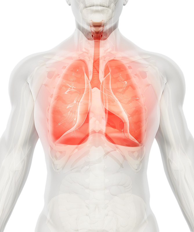 人类肺脏,绘画插图,三维图形,健康保健,概念,呼吸机,气管,胸部,气体交换,呼吸运动