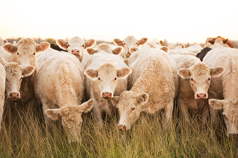 夏洛来牛,兽群,好奇心,白色,注视镜头,肉牛,牛,食草,乳牛场,草原
