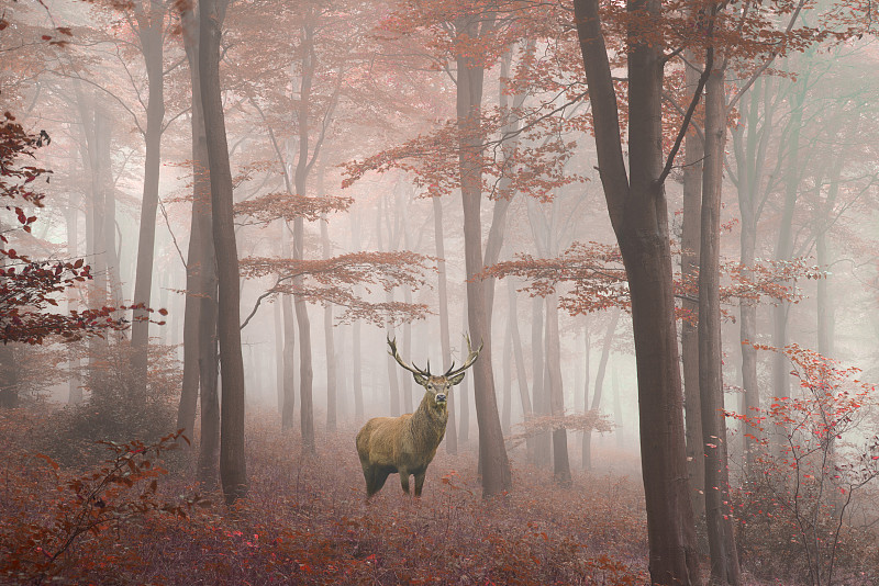 雄鹿,雾,马鹿,秋天,森林,多色的,图像,合成图像,水平画幅,野外动物
