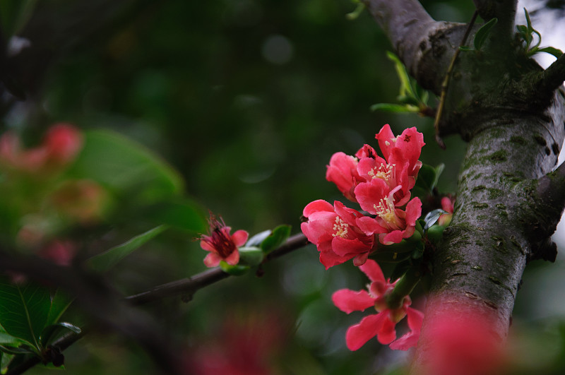 海棠,特写,中国,花朵,秋海棠,苹果花,三角梅,丰富,树干,花蕾