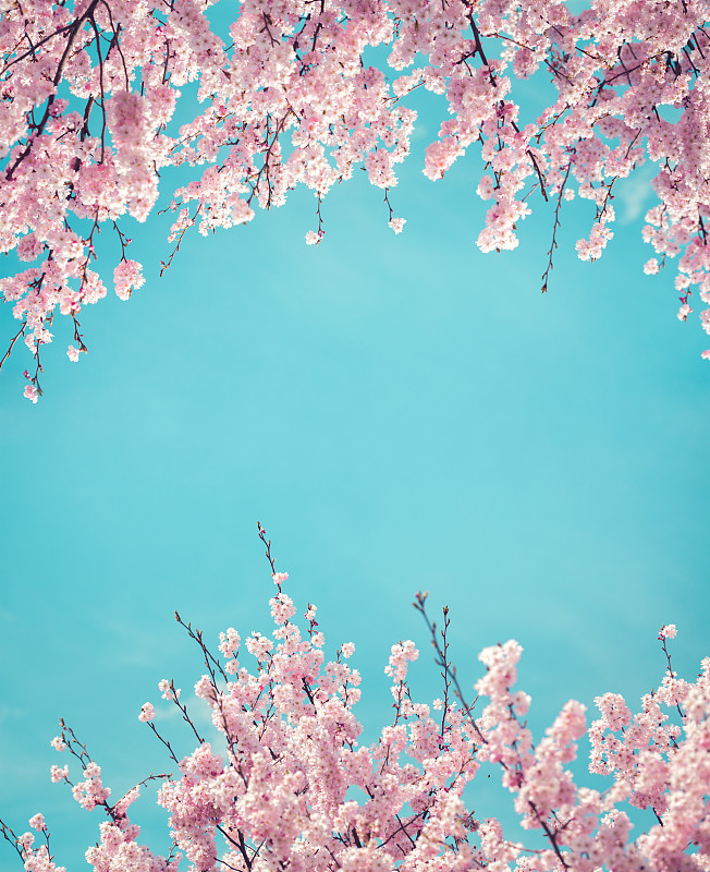樱桃,春天,背景,樱花,樱桃树,正下方视角,柔和色,粉色,向上看,垂直画幅