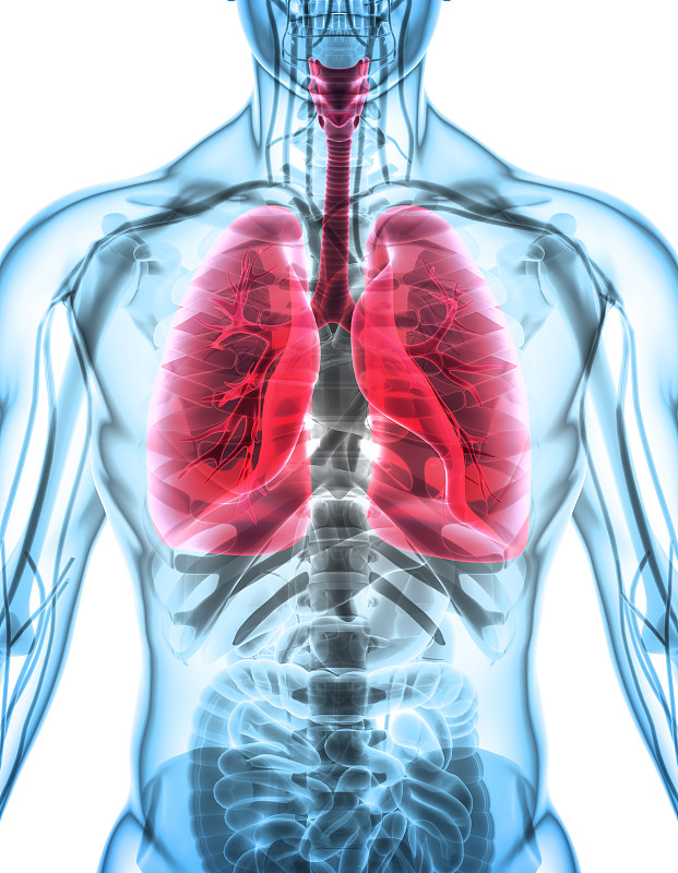 人类肺脏,三维图形,绘画插图,健康保健,概念,气体交换,气管,呼吸机,支气管,喉