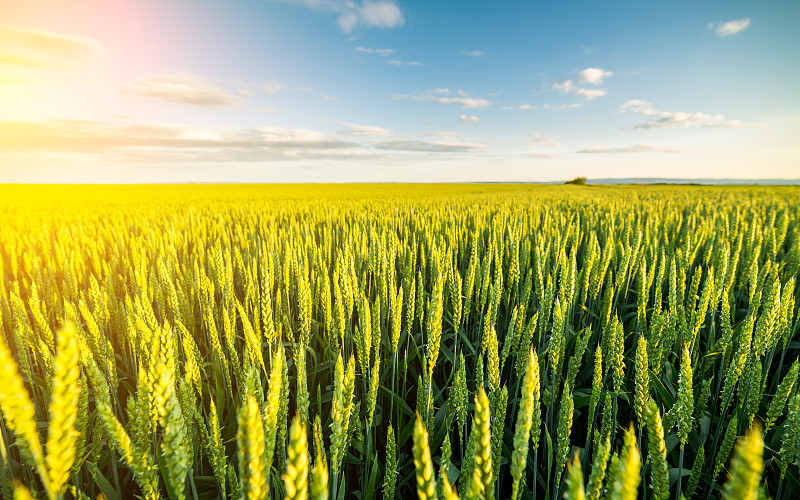 田地,绿色,小麦,天空,水平画幅,无人,夏天,户外,草,单一栽培
