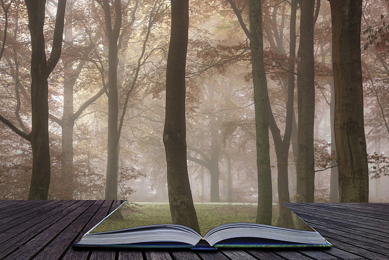 雾,地形,秋天,暗色,森林,多色的,活力,宏伟,讲故事,图画书
