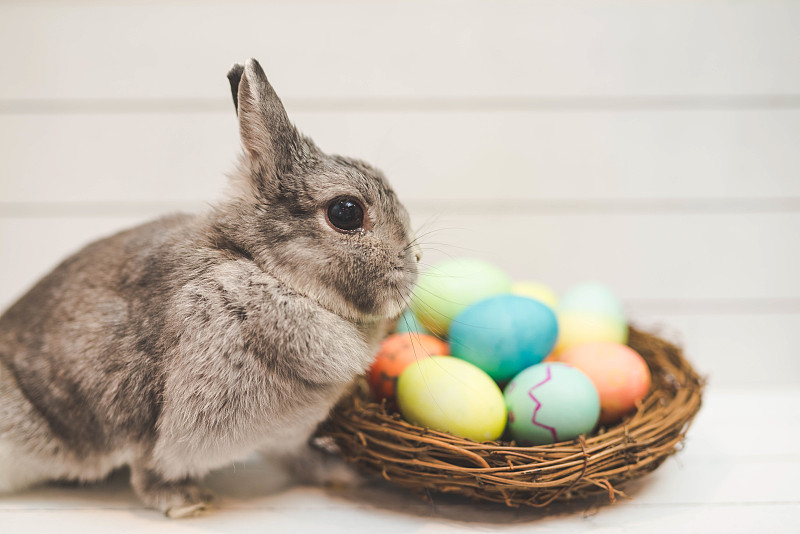 小兔子,复活节彩蛋,篮子,动物耳朵,兔子,复活节,水平画幅,鸡蛋,动物身体部位,基督教