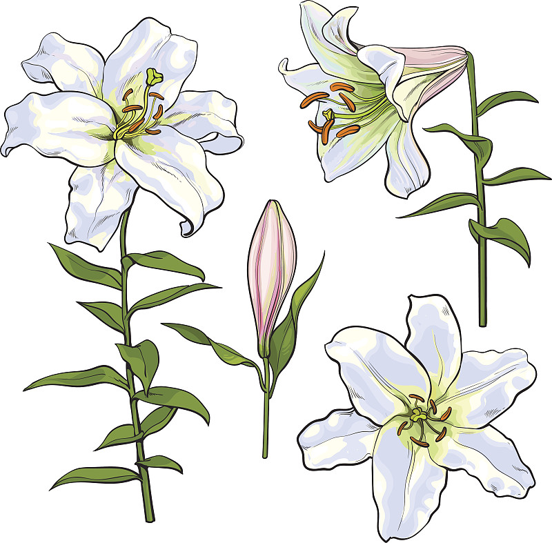 百合花,仅一朵花,白色,侧面视角,动物手,视角,绘画插图,美,复活节,芳香的