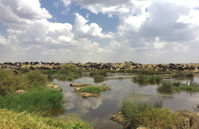 非洲水雉,水洞湖,水牛,非洲水牛,撒哈拉以南非洲,沼泽,里夫特谷,倒影池,非洲大羚,倒影湖