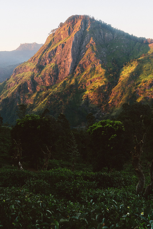 斯里兰卡,茶树,山脉,垂直画幅,美,枝繁叶茂,山,林区,无人,户外