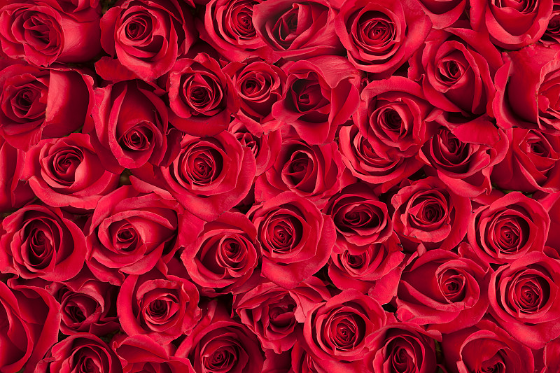 玫瑰,红色,背景,美国,水平画幅,无人,周年纪念,植物茎,长的,清新