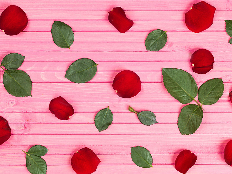 粉色背景,叶子,玫瑰花瓣,红色,美,水平画幅,高视角,无人,玫瑰,花蕾