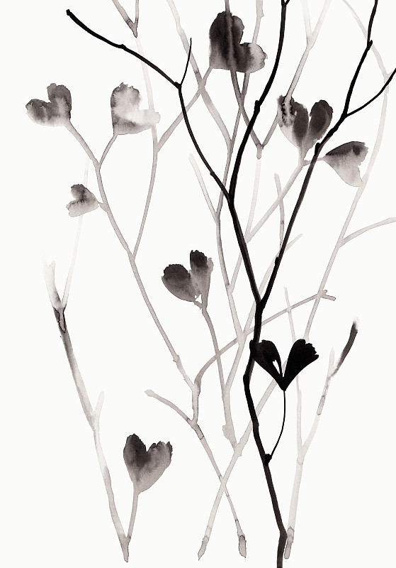 枝,叶子,墨水,分离着色,白色背景,绘画插图,自然,垂直画幅,白色,植物