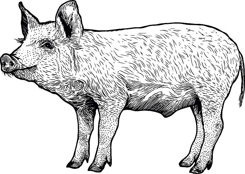 猪,绘画插图,雕刻术,线条画,宠物,农业,自然,文字,匈牙利,哺乳纲