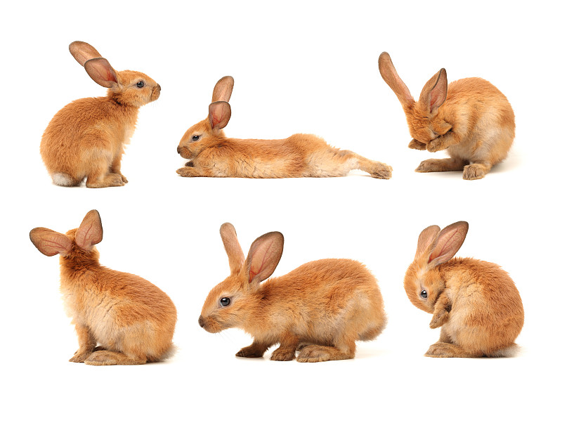 兔子,白色背景,分离着色,小兔子,野兔,一只动物,幼小动物,毛绒绒,倾斜视角,动物毛发